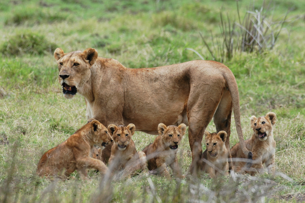 Mikumi national Park